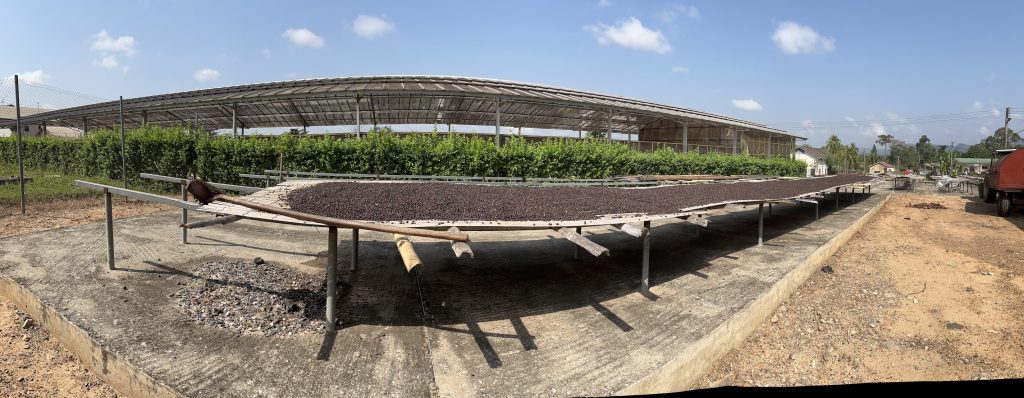 Cocoa beans curing in the sun.